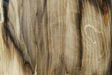 Polished, Petrified Wood (Metasequoia) Stand Up - Oregon #185154-1